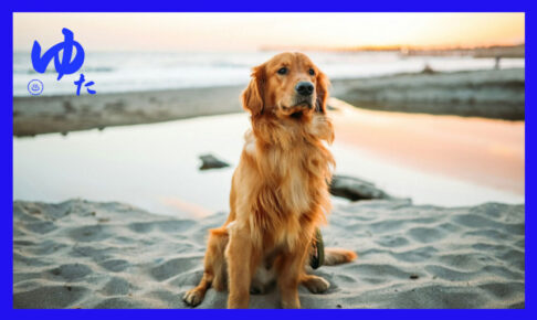 お座りで彼方を向いている犬