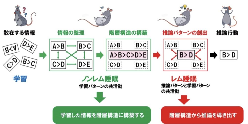 レム睡眠の研究成果