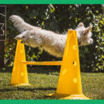 障害物を飛び越える犬