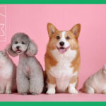 ワンちゃんネコちゃん集合写真