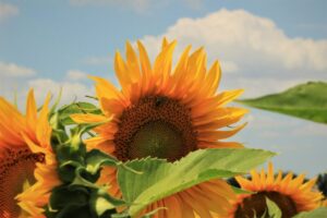 ひまわりの花