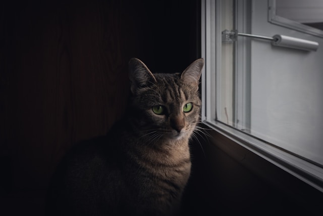 窓辺に佇む茶トラ柄をした一匹の猫