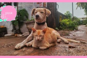 雨でぬれた道に、寄り添うようにして座っている、目を閉じた犬と猫