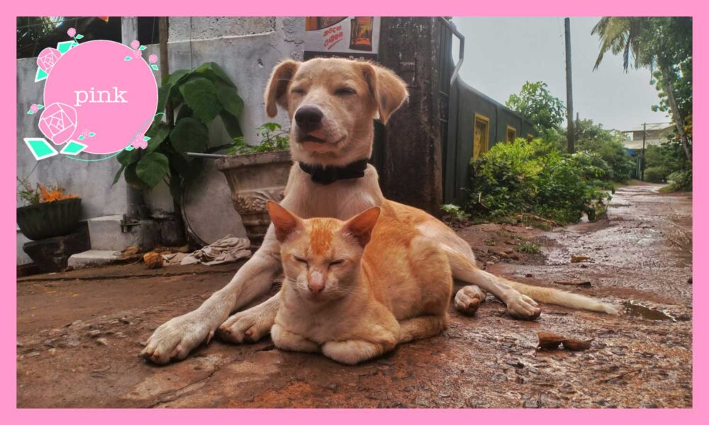 雨でぬれた道に、寄り添うようにして座っている、目を閉じた犬と猫