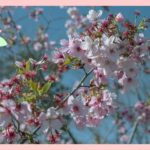 満開の桜が咲いている