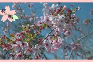満開の桜が咲いている
