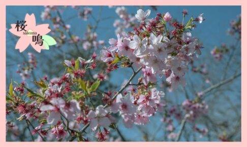 満開の桜が咲いている