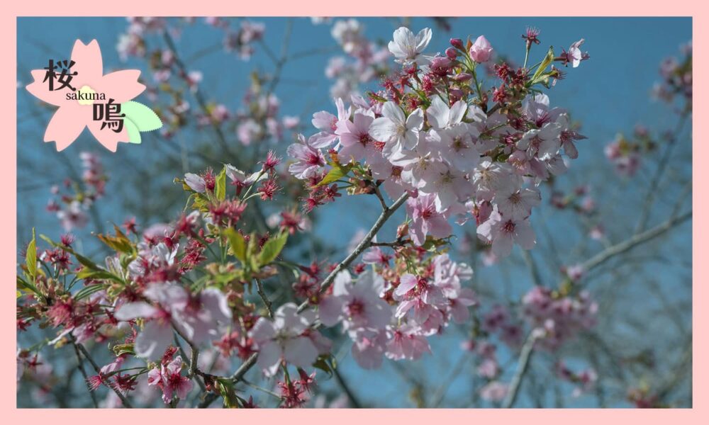満開の桜が咲いている