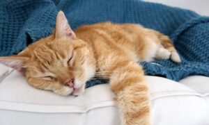 青い布の上で眠っている茶トラ猫
