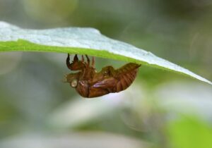 葉っぱの後ろにあるセミの抜け殻