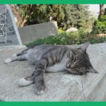 石壁の上で横になって寝ている猫
