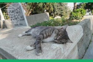 石壁の上で横になって寝ている猫