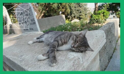 石壁の上で横になって寝ている猫