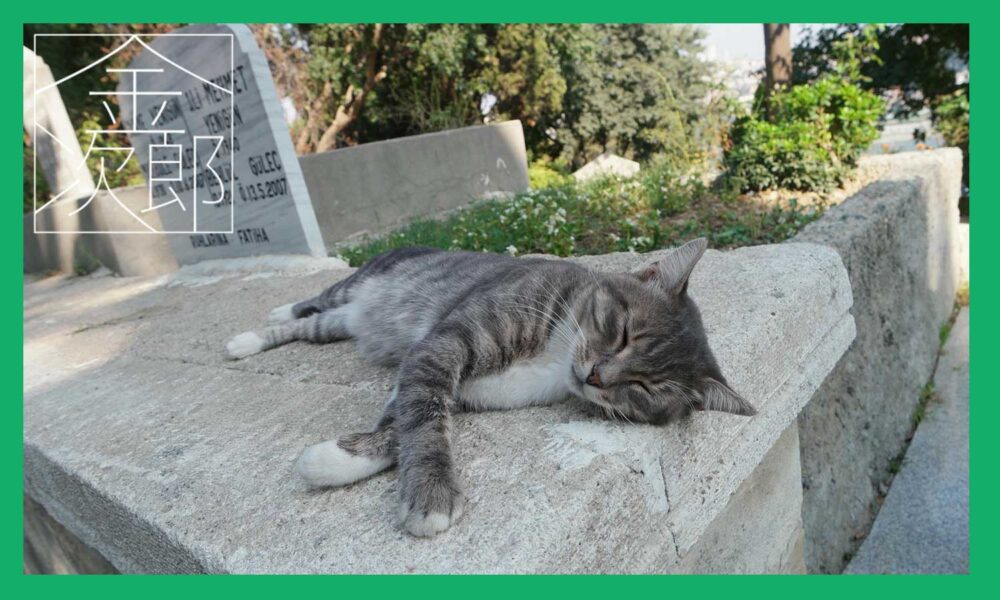 石壁の上で横になって寝ている猫