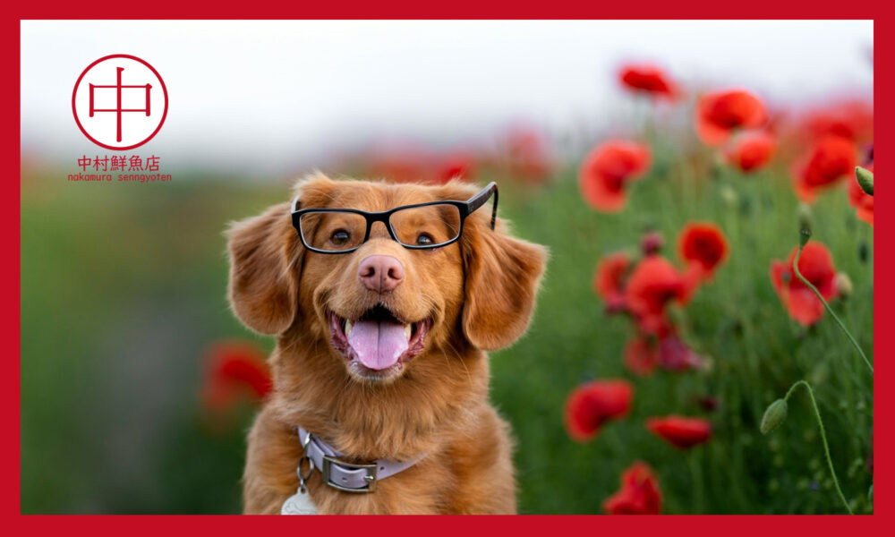 赤い花と眼鏡をかけた犬