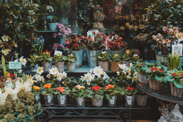 店先に並べれれた、沢山の花々