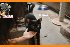 黒猫を撫でている画像