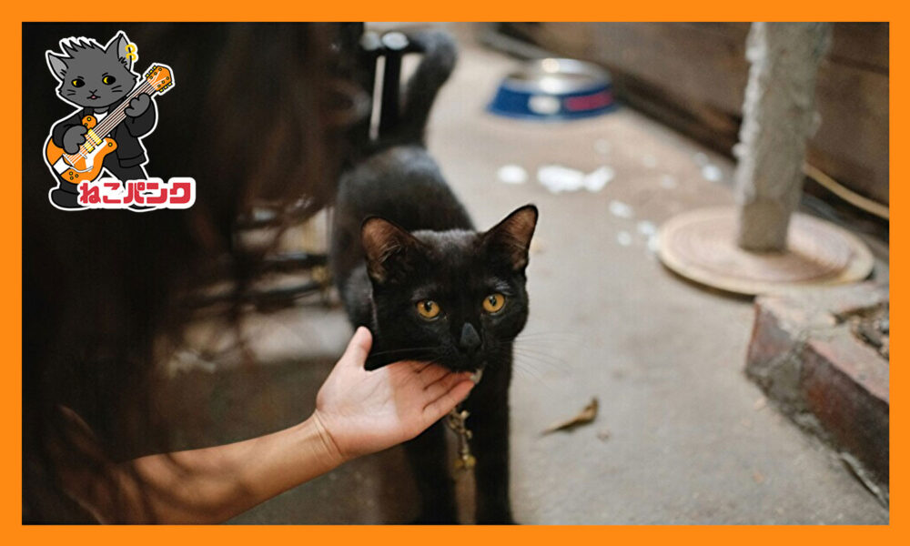 黒猫を撫でている画像