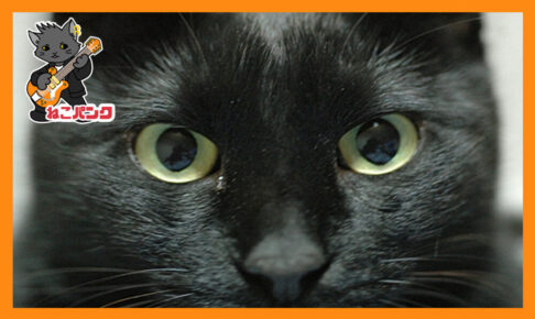 黒猫の正面の画像