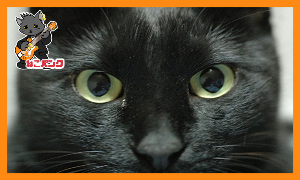 黒猫の正面の画像