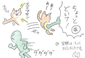 ちょっとどいてと言われながら蹴られて、すぐに起き上がり道を譲る猫