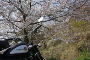 手前にバイク、奥に桜がある画面。