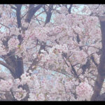 全体的にピンク味を帯びた桜の写真