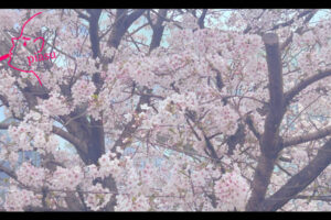 全体的にピンク味を帯びた桜の写真