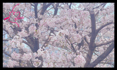 全体的にピンク味を帯びた桜の写真