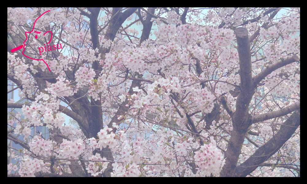全体的にピンク味を帯びた桜の写真
