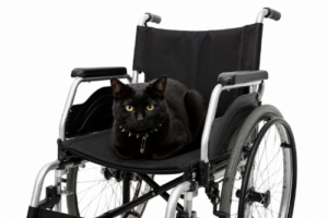 黒猫が車椅子のシートでくつろいでいる画像