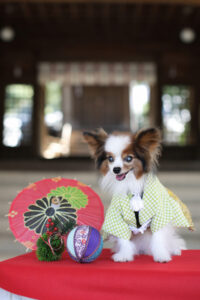 着物を着ている犬の記念写真