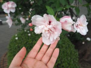 ピンクの花に手を添えている女性の手元