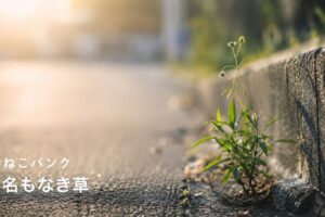 道端に生えている雑草