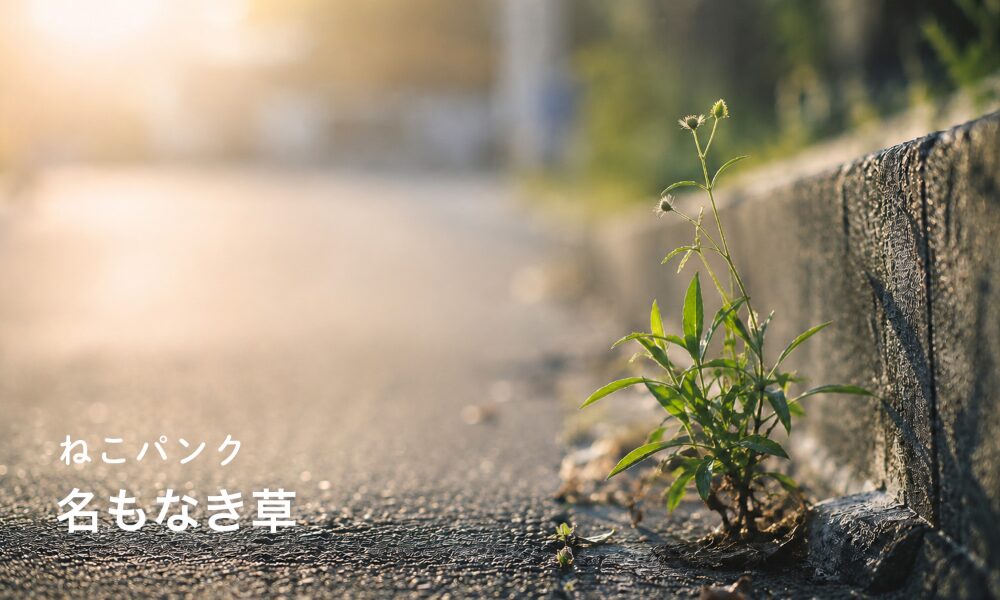 道端に生えている雑草