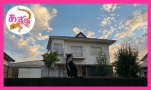 白黒の猫が空を眺めている。