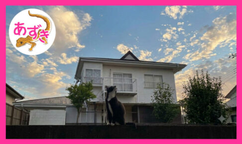 白黒の猫が空を眺めている。