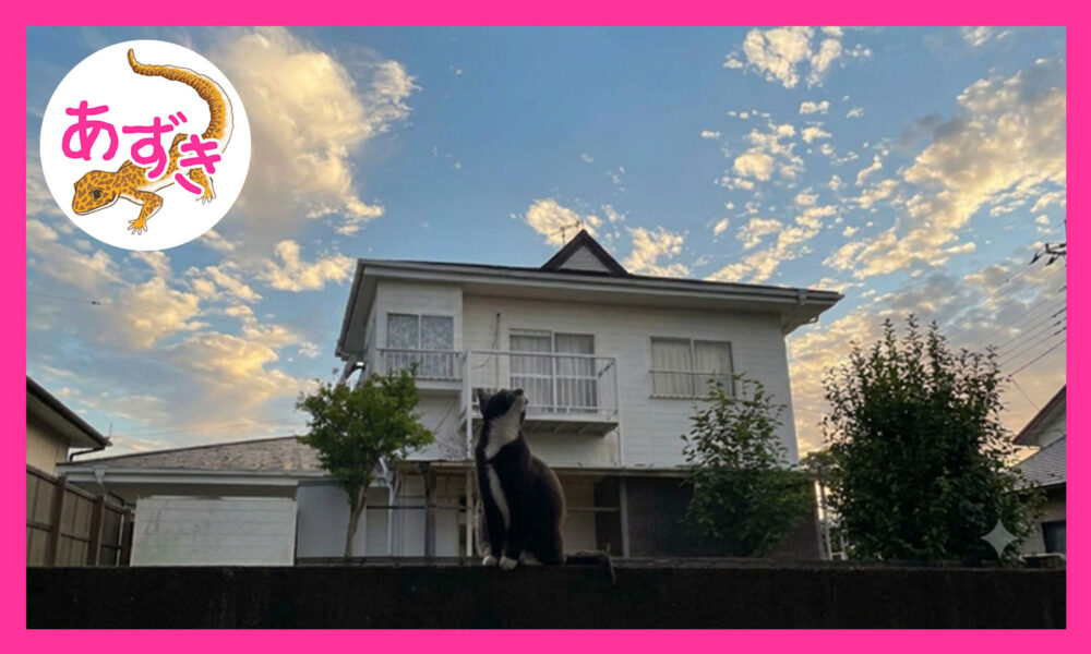 白黒の猫が空を眺めている。