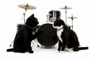 黒猫が仲間とドラムセット前で相談している画像