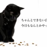 食事後にご飯が散らばっていてしょんぼりしている黒猫