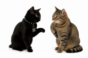 黒猫が仲間の猫と相談している画像