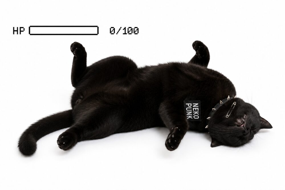 ストレスでひっくり返っている黒猫
