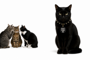黒猫について他の猫がコソコソ話をしている