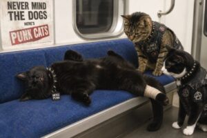 通勤電車でストレスでひっくり返っている黒猫