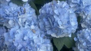 海のような綺麗な水色のいくつかの紫陽花のアップ画像