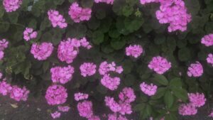 紫の花がたくさん画面いっぱいに広がっている。