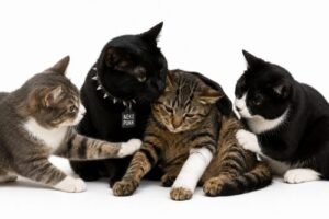 仲間と助け合っているねこ達