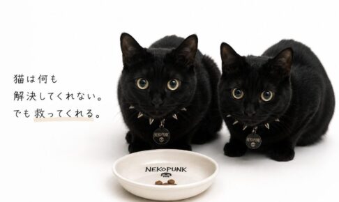 2匹の黒猫画像