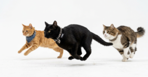 仲間と走っている黒猫達