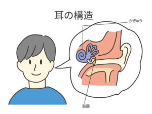 耳の構造を解説している画像